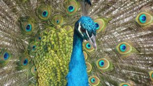 peacock-90051_1280